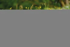 Nici 48607 Alpaka Chic Paka 35cm Stehend Plüsch Kuscheltier GREEN -Nicii Plusch Geschaft 48607 14 48603 48605 48609 Milieu 2048x1366lR4UoePDrjYhq 1